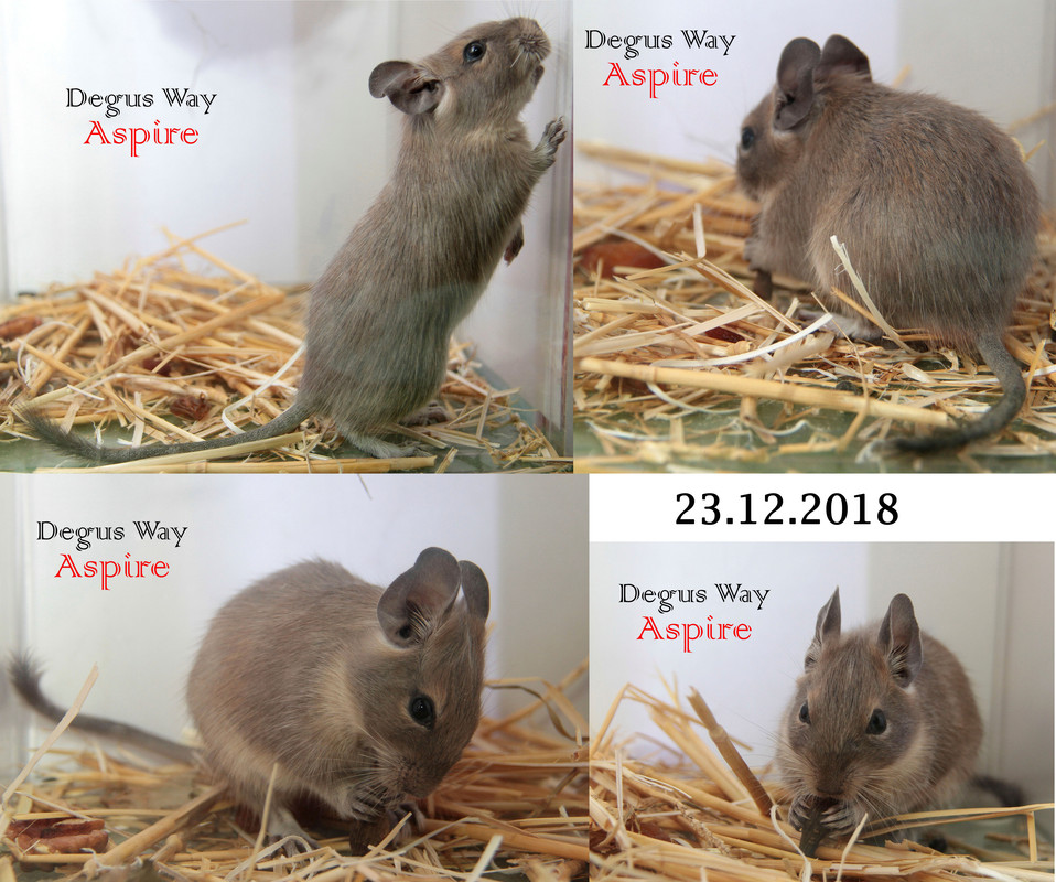 Аспир — копия