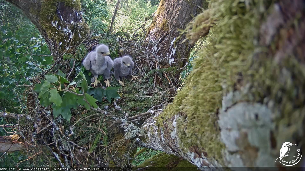Melnās klijas (Milvus migrans) Kurzemē_ peļu klijāni (Buteo buteo) 13-53-41 screenshot