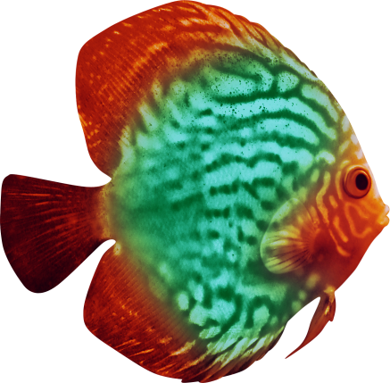 BIBI-UNDER THE SEA  ELEMS (54)