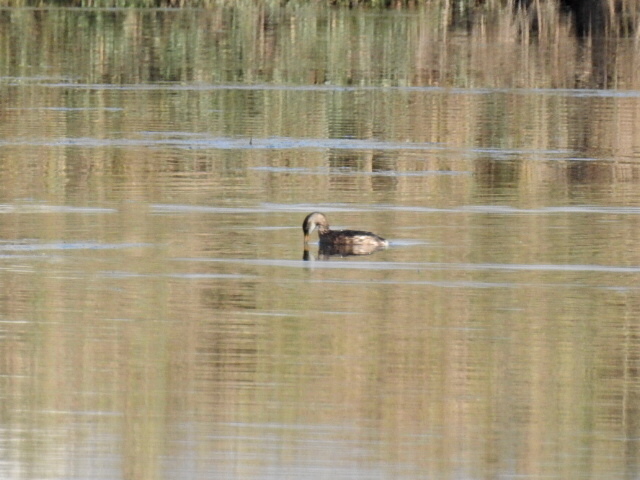 Mergulhão-de-faces-brancas (Podiceps grisegena) FSCN1028