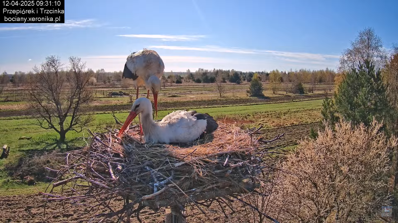 12042025bociany7