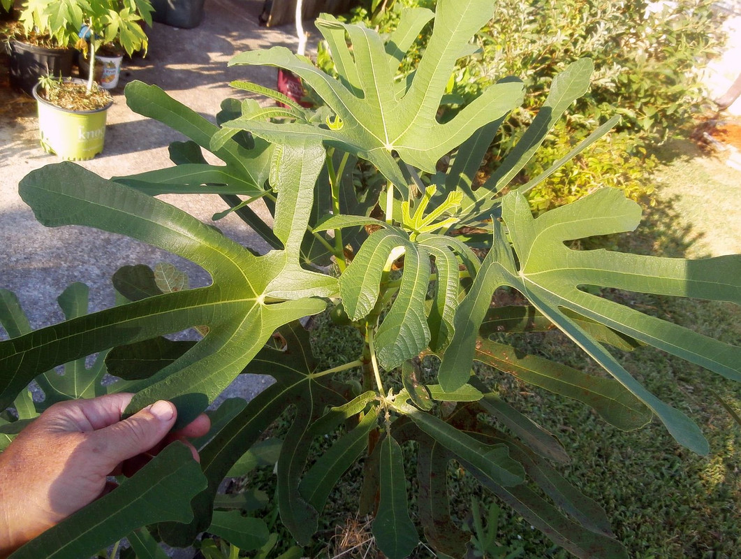 fig-frui-long-fron3t