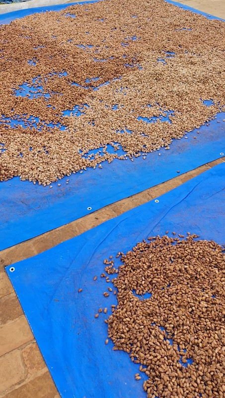 Proceso Artesanal Cacao Boliviano