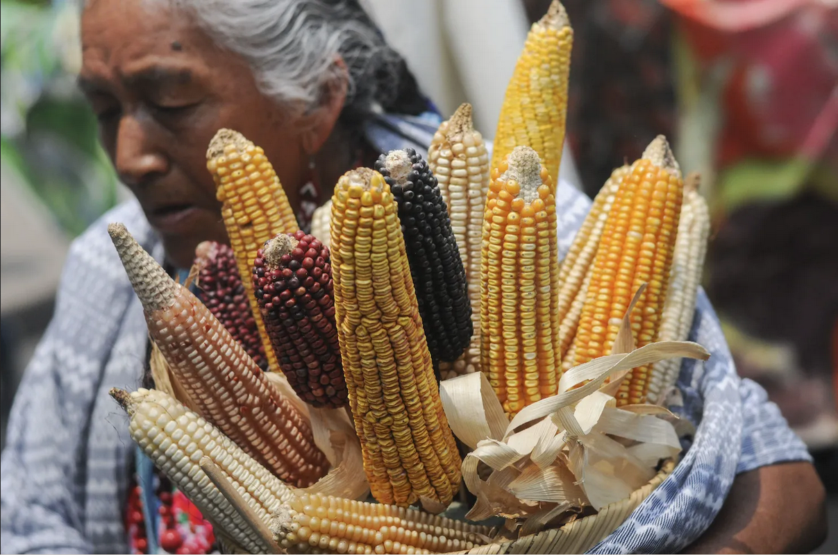 EU tomará medidas contra México por maíz transgénico y energía
