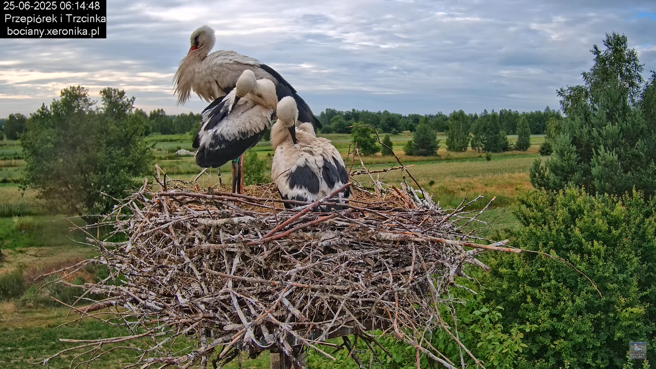 25062025bociany16