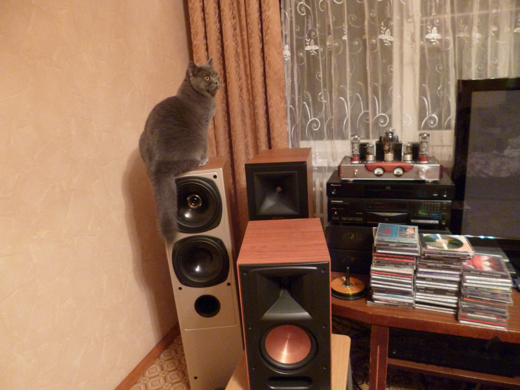 вся акустика и кот 1