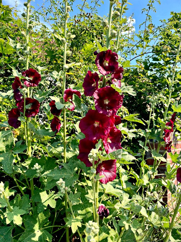 hollyhocks-HD.jpg