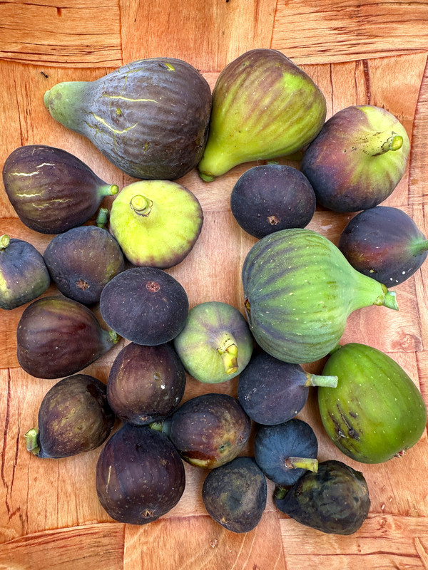 figs-434.jpg