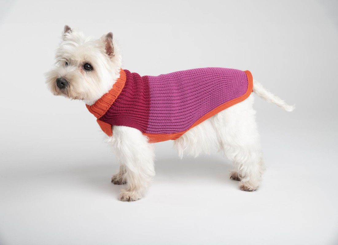 MyFamily, la nuova linea di abbigliamento per animali MyFamily, la nuova linea di abbigliamento per animali