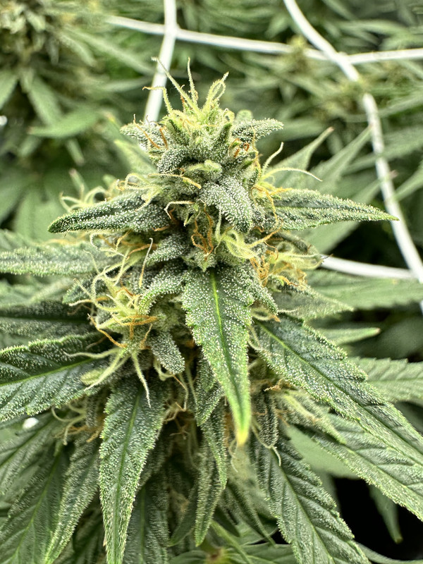 80D948E2-9425-4424-B882-B5ADDCCD49FA