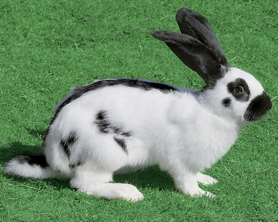 lapin-race-papillon-francais-geant-reproduction