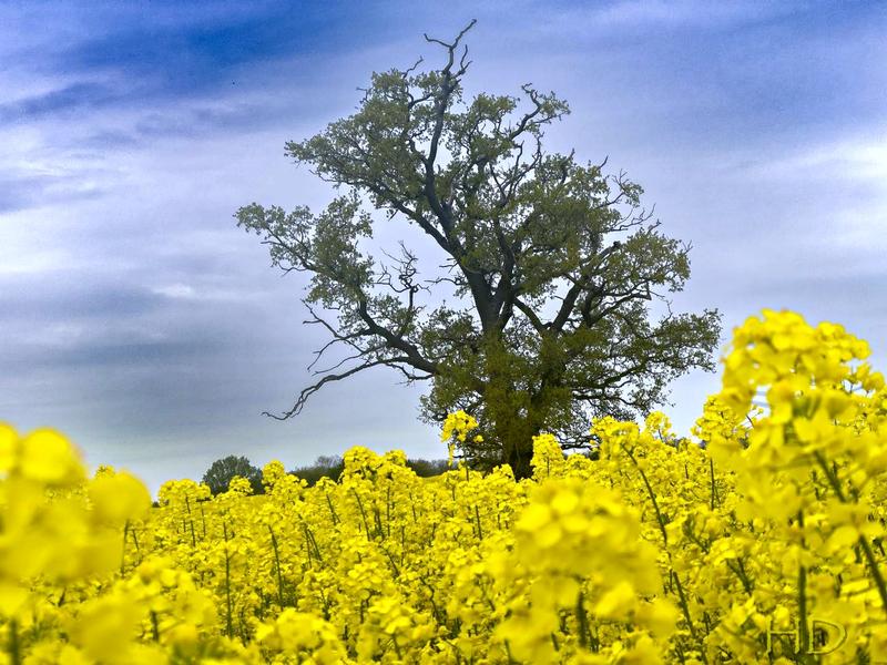 fields-Rapeseed-HD.jpg