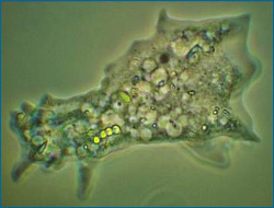 Endosymbiosis