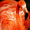 orange-04