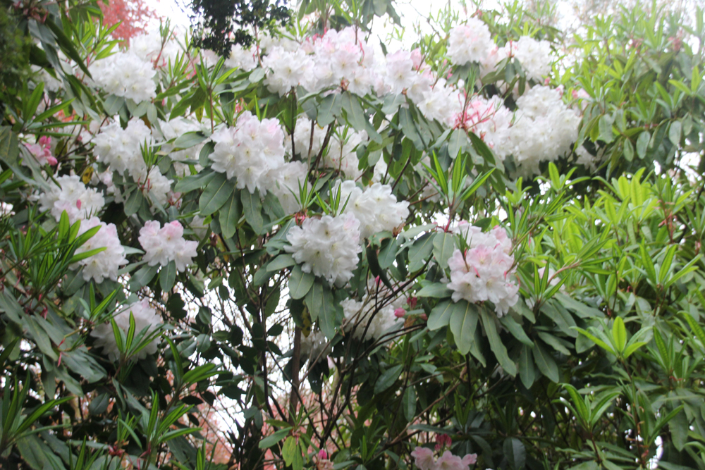Rhododendron Loderi ques Penjerrick 220426 (3)