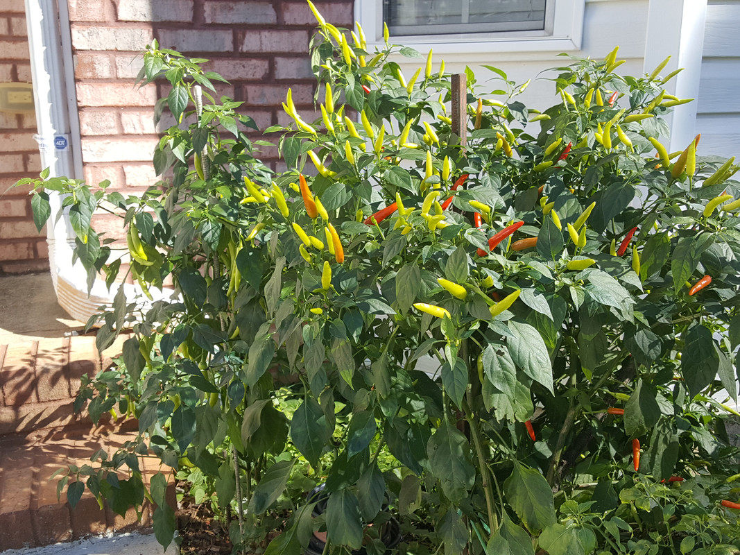 [Image: 20201119-131631.jpg]