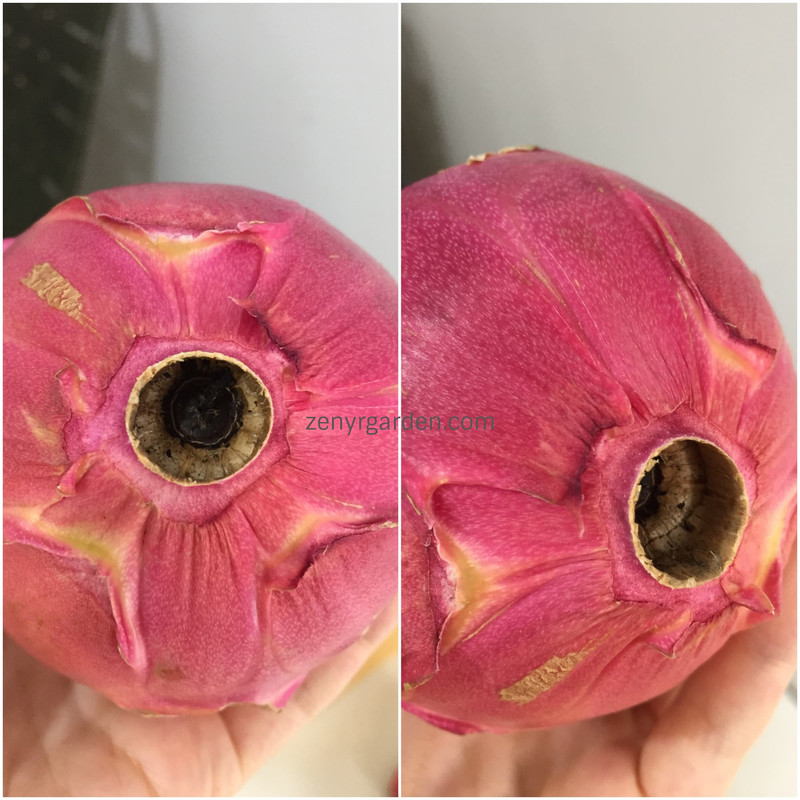wrinkled-end-of-dragon-fruit.jpg