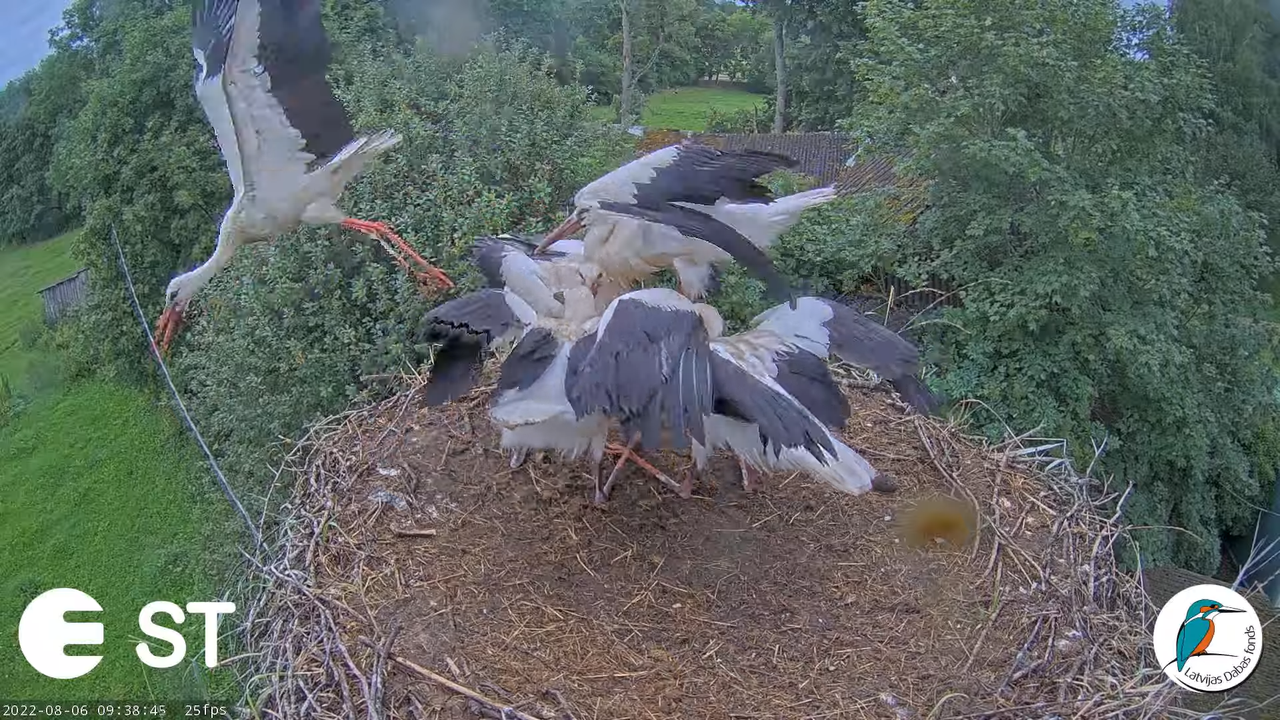 Baltie stārķi (Ciconia ciconia) Tukuma novadā - LDF tiešraide __ White storks in Tukums, Latvia 11-3