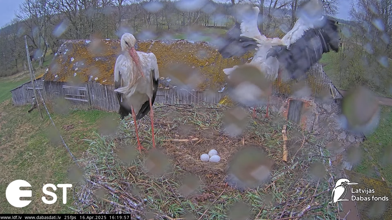 Baltie stārķi (Ciconia ciconia) Tukuma novadā __ White storks in Tukums, Latvia - YouTube - 801_22