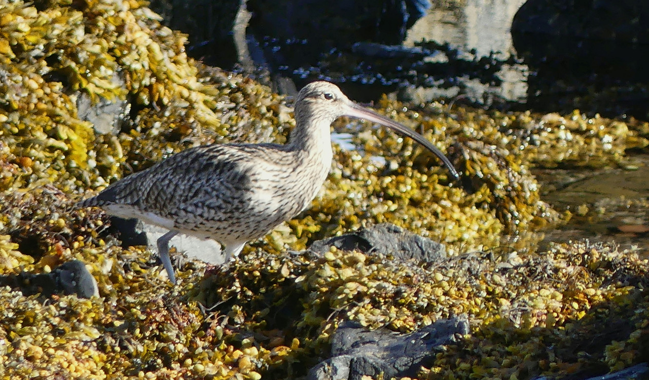 CURLEW 3 140824