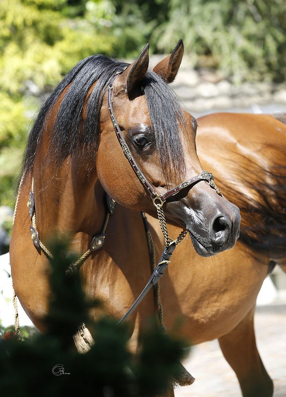 Shamaliah 1SC6376 prev xxl