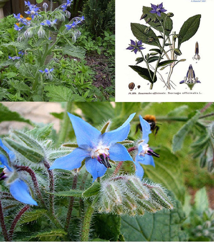 Borago-officinalis