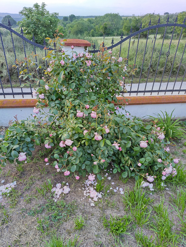 IMG_20230530_200233_HDR