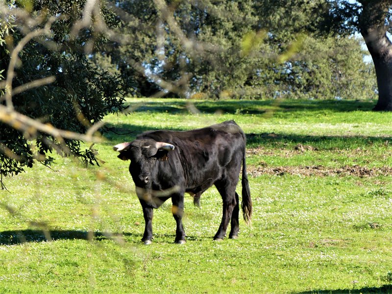 PARQUE NACIONAL DE MONFRAGÜE-2020/2023 - EXTREMADURA Y SUS PUEBLOS -2010-2023 (152)