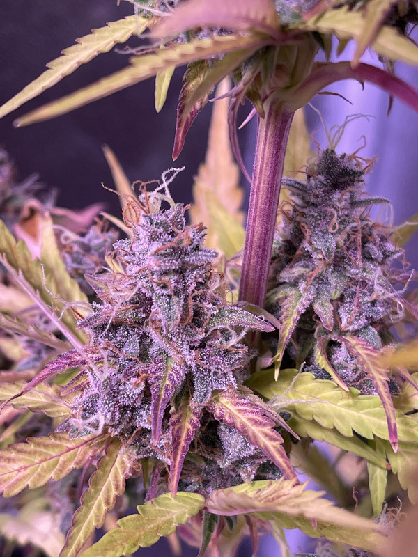 3C25F84B-D4F0-41E0-808B-59C5FC756818