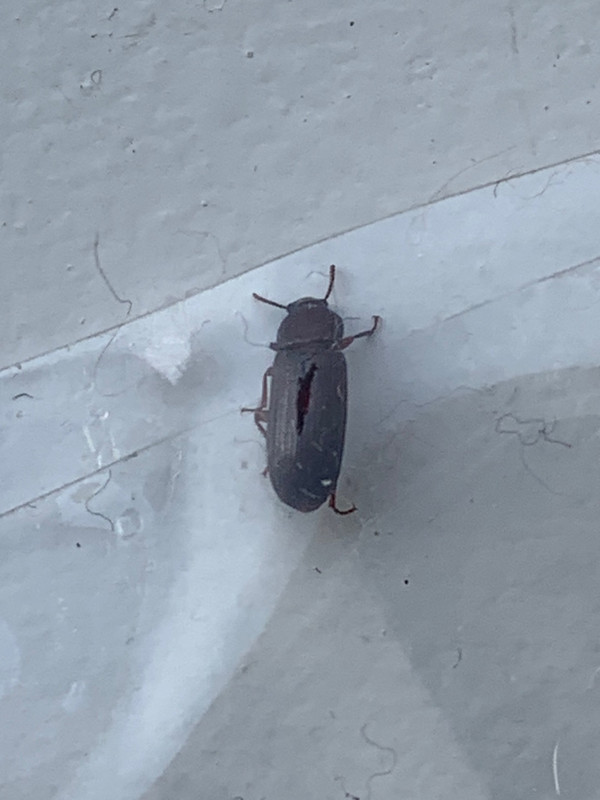 Confused Flour Beetles Rhamilton
