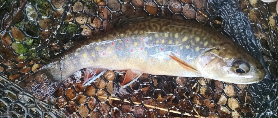 First Brook Trout Garden State Trout