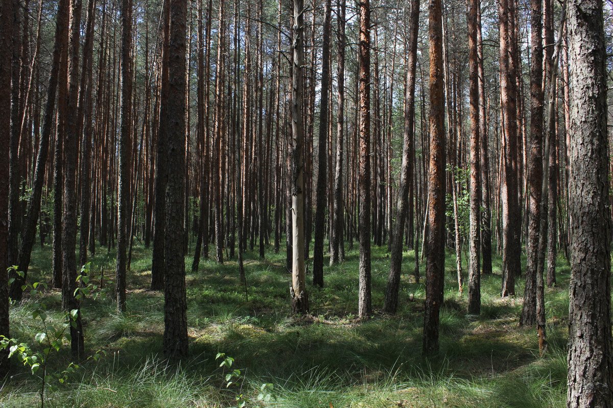 Шумовец 25 0601_19