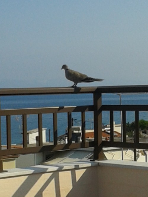 Slika