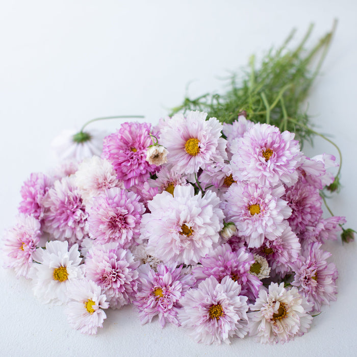 067 Cosmos Double Click Bi Color Rose 7367 700x700 jpg