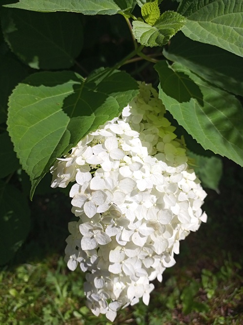 IMG_20240710_101838_318