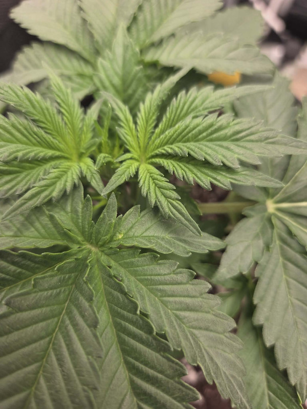 Messenger creation AFC2B496 2BCF 462C A24E 6AE532B838D7