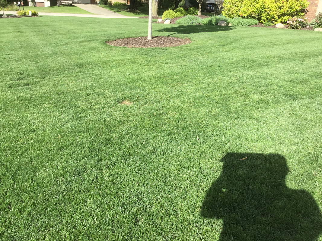Wolverines Lawn Renovation with a Poa Trivialis twist Page 5 Lawn Care Forum