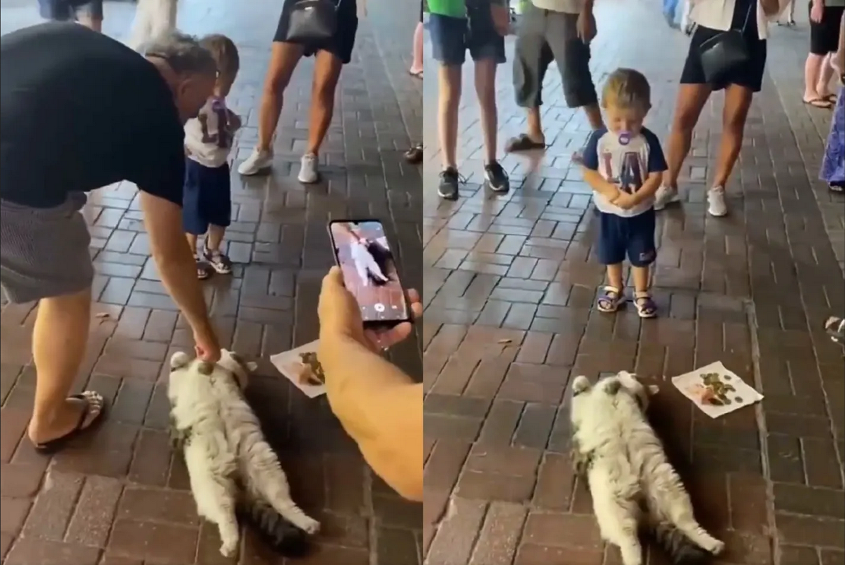 Gata se hace rica durmiendo en las calles de Turquía y se hace viral: video