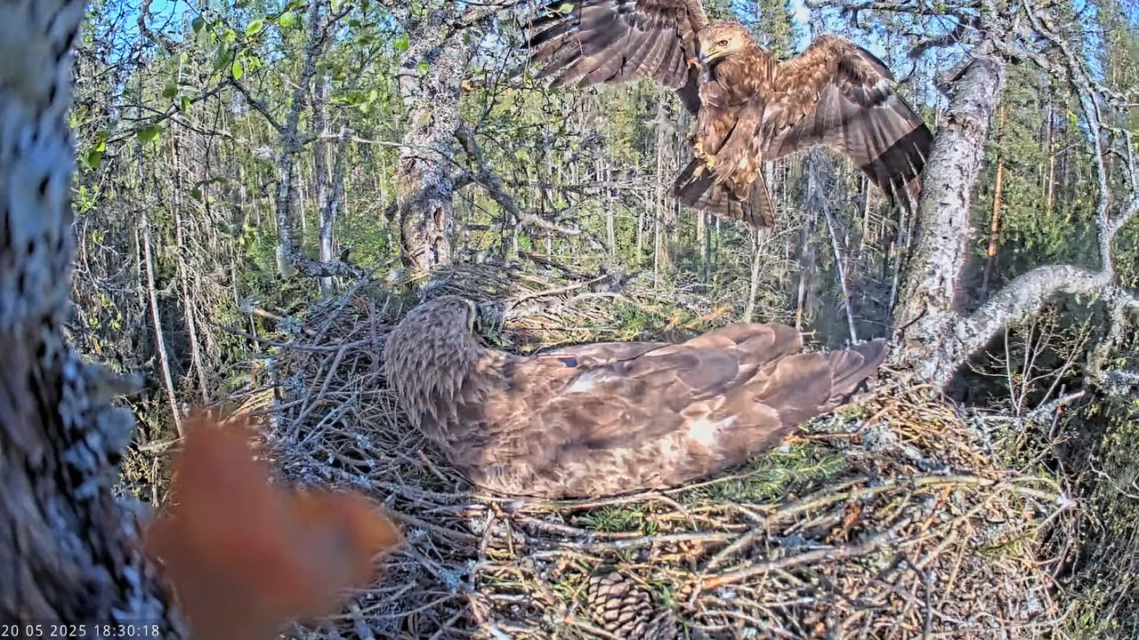 Väike-konnakotkas __ Clanga pomarina __ Lesser Spotted Eagle 16-38-13 screenshot