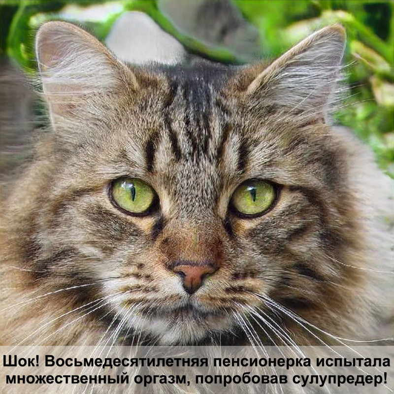 порода кошек с большими глазами