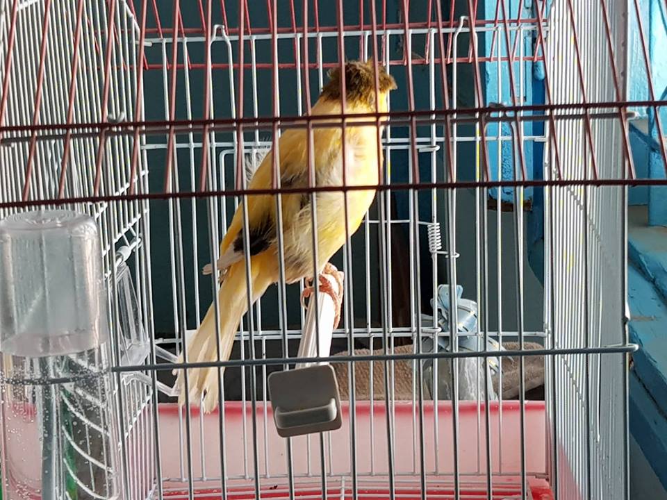 صورة