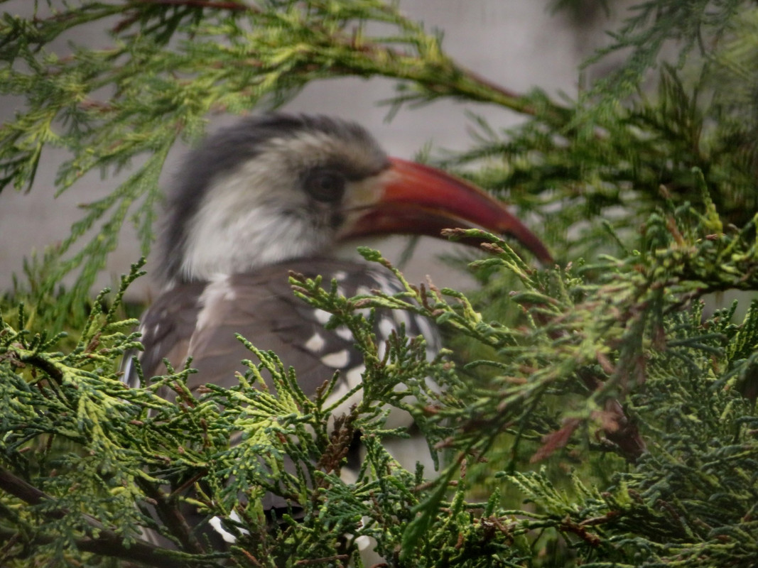 Northern red-billed hornbill