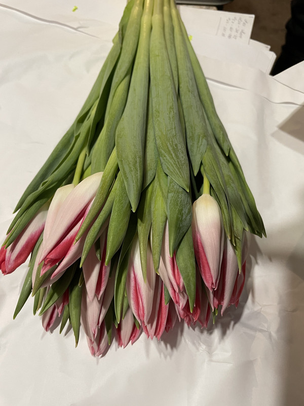 https://i.postimg.cc/P5Z37bK8/IMG-6908.jpg