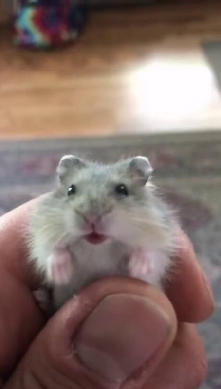 Cuando tu hamster tiene alarma