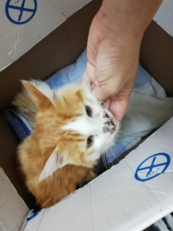 ?ыжий малыш