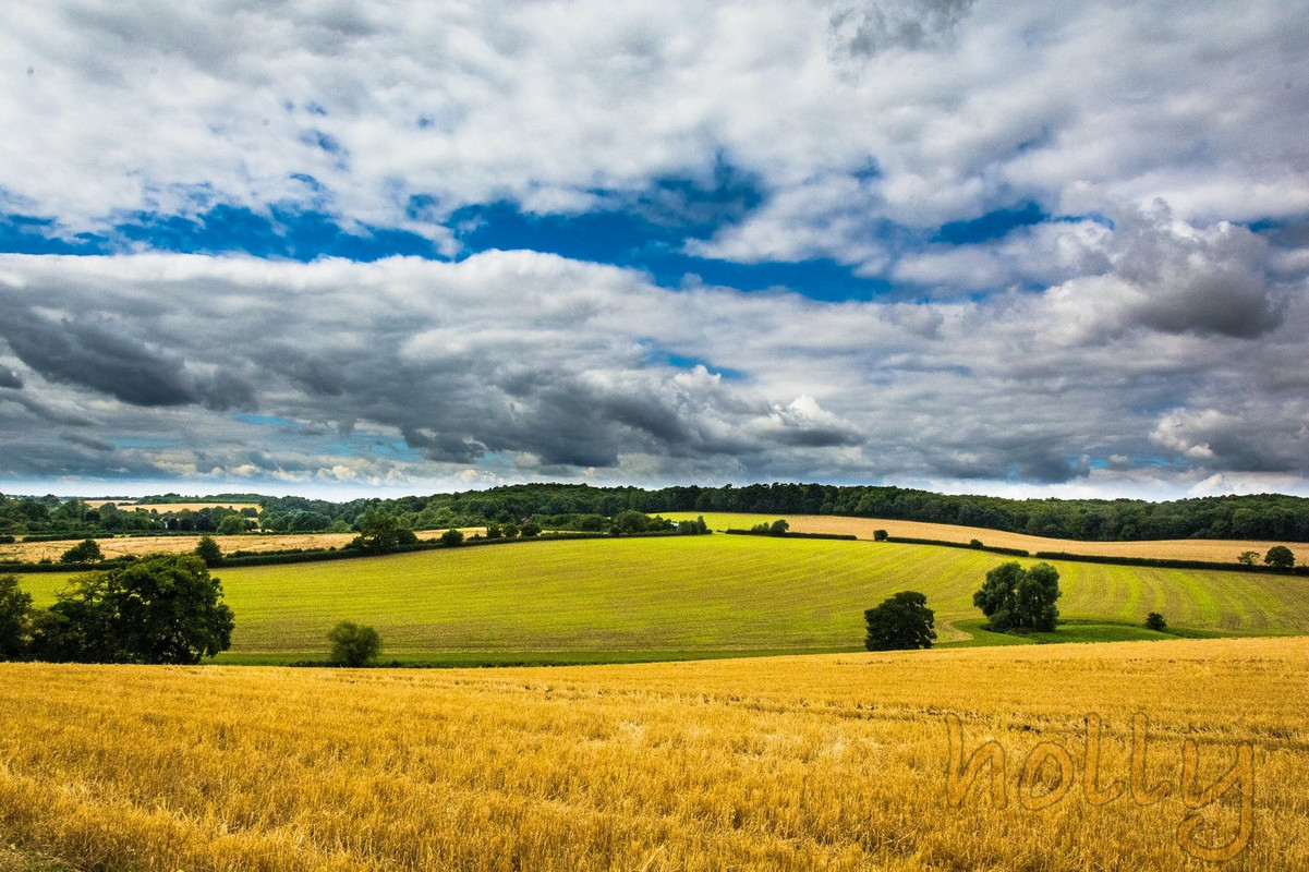 hertslandscape43holly.jpg