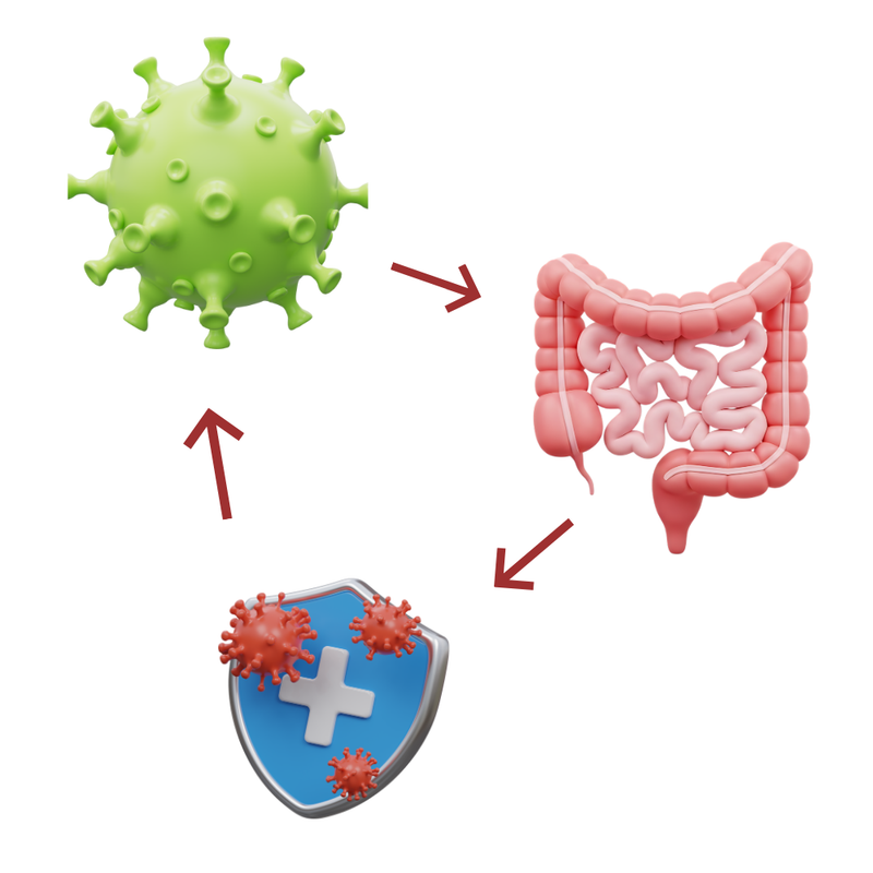 Ilustração do ciclo da candidíase
