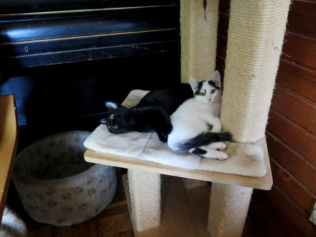 Slika