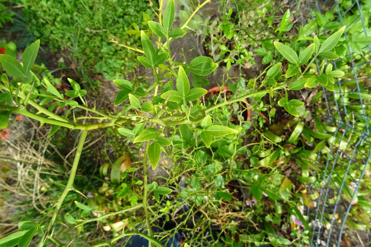 DSC00629