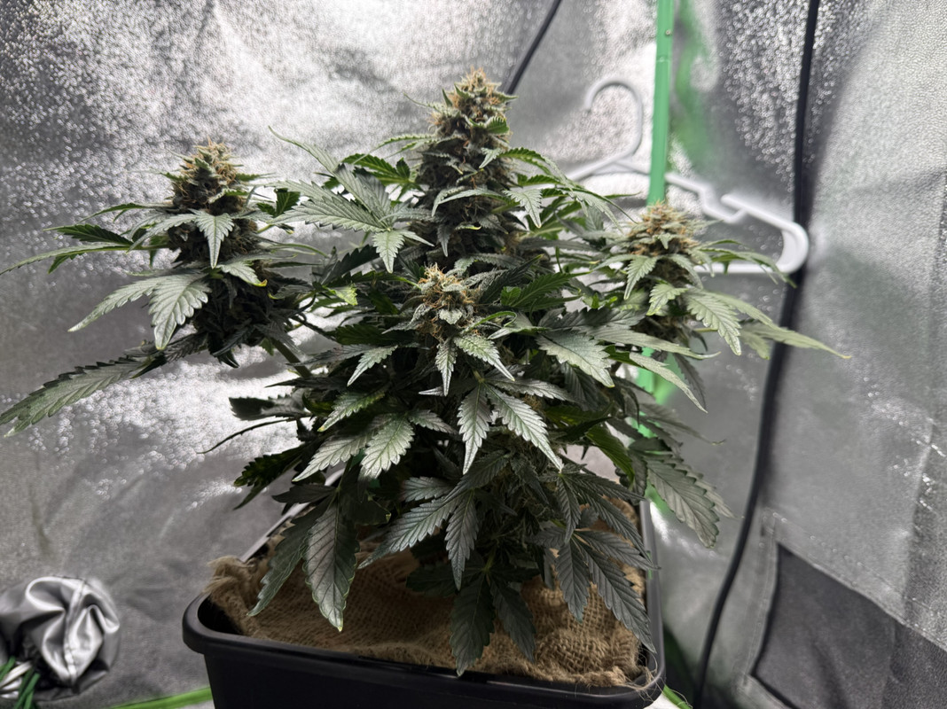 04CAEC7A-353B-4FB1-A399-CE1889CE20D4